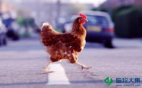 两会关注禽业升级与水产品发展，共绘未来农业新蓝图