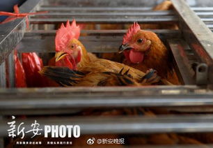 安徽五市主城区农贸市场转型升级 活禽交易逐步取消，冰鲜禽产品全面推行