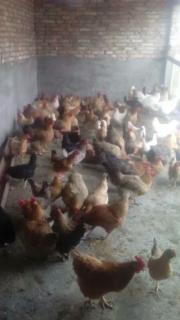 家禽购销的常年运营与市场动态分析