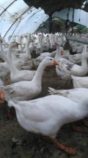 常年家禽购销部 优质家禽购销的一站式选择